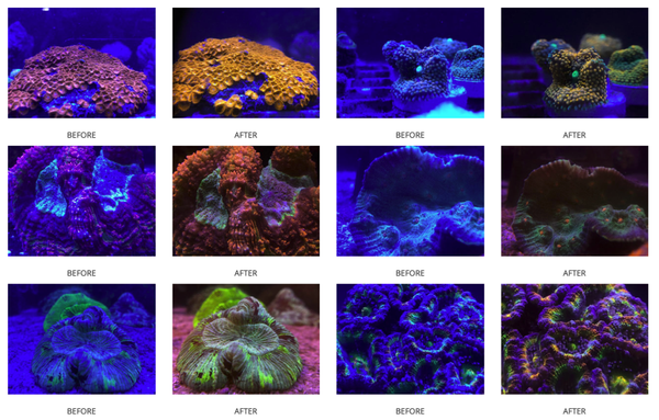 D-D Coral Colour Lense GEN2