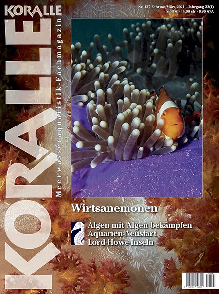 Koralle Magazin 127