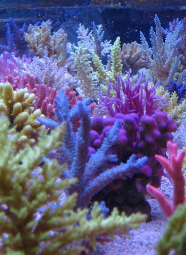 Korallen-Zucht ZEOstart 3