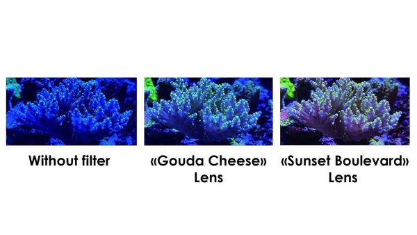 Maxspect Pastel Reef Magnifier Lens